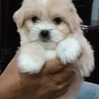 توله شیتزو پیکینیز میکس|سگ|جیرفت, |دیوار