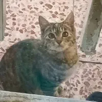 واگذاری گربه خونگی (فوری)|گربه|مینودشت, |دیوار