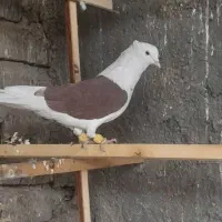 ۶ تا کبوتر سه تا ماده سه تا نر