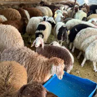 بز بره نر ماده در سطح تهران گوسفند