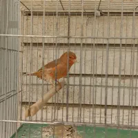 قناری نر اوپال دارچینی|پرنده|اصفهان, مرداویج|دیوار