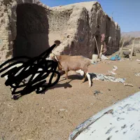 قوچ چینی دو دندون هست شهرستان درح|حیوانات مزرعه|درح, |دیوار