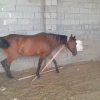سالم و سواری عالی