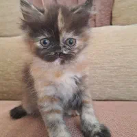 بچه گربه پرشین هیمالین|گربه|یزد, |دیوار