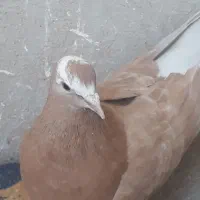 ۱جفت کفتر همراه با ۲عدد جوجه