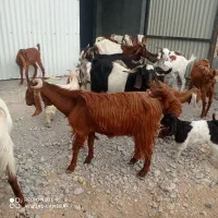 فروش تعدادی بز دورگ