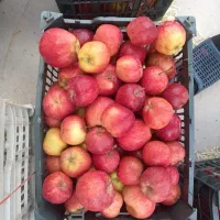 سیب درجه ۲|خوردنی و آشامیدنی|اشنویه, |دیوار