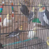 تعداد ۷ عروس هلندی چند کلمه حرف میزنن نر و ماده|پرنده|مشهد, رده|دیوار