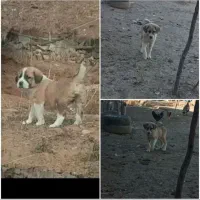 توله عراقی نر|سگ|انگوت, |دیوار