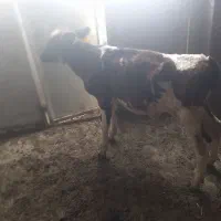 گوساله‌خوراک‌خور