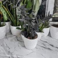 گل زاموفیلیا|گل و گیاه طبیعی|خشکبیجار, |دیوار