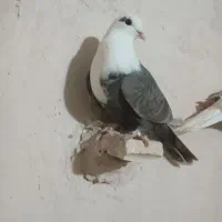 کفتر چپ کلاغ|پرنده|چناران, |دیوار