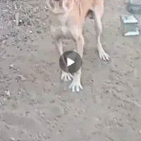 حیوانات اهلی|سگ|تربت جام, بوستان وحدت|دیوار