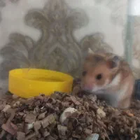 همستر دورنگ خوشگل حالت سنجابی|موش و خرگوش|قزوین, |دیوار