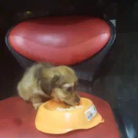 توله سگ ۲ماهه نژاد پودل|سگ|ری, دیلمان|دیوار