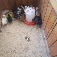 مرغ کاکولی با ۱۳ تا جوجه|حیوانات مزرعه|اطاقور, |دیوار