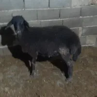 بره ماده اف شاری