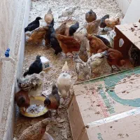 جوجه رسمی نژادی