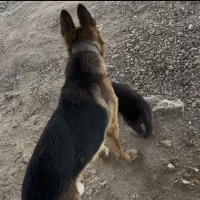 واگذاری ژرمن نر