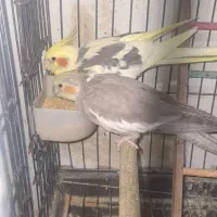 عروس مولد سخنگو