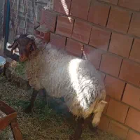 بره نر
