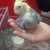عروس هلندی
