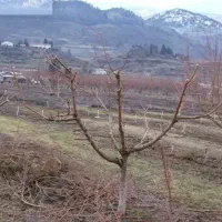 هرس واسبارباغ ودرخت