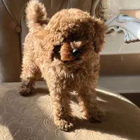 توی پودل کوچولو|سگ|رشت, گلسار|دیوار