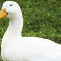 اردک تخم گذار