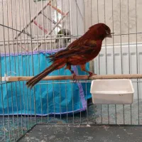 قناری ماده|پرنده|کرمان, |دیوار