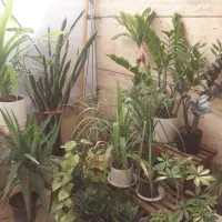 حراج گل همه باهم