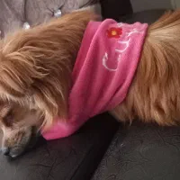 سگ پامر|سگ|سمنان, |دیوار