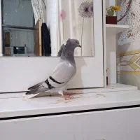 اشعل سبز دم سفید ماده