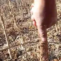 توت دوساله و سه ساله|گل و گیاه طبیعی|شاندیز, |دیوار