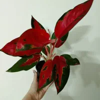 تعویض خاک گلدان در منزل شما