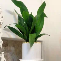 گیاه مقاوم آپارتمانی (خاک تازه+گلدان+زیرگلدونی)