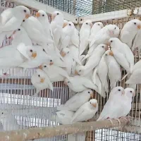 خورشیدی گرینچیک فنج عروس راهب کاسکو ملنگو قناری|پرنده|یزد, |دیوار