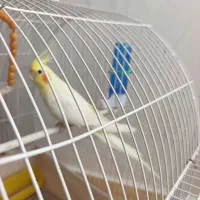 عروس طوطی|پرنده|مرند, |دیوار