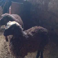 بره فروشی|حیوانات مزرعه|مسجد سلیمان, |دیوار