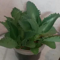 گل و گیاه خونگی