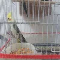 عروس هلندی|پرنده|سبزوار, فقیه سبزواری|دیوار