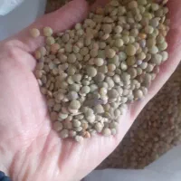 عدس محلی|خدمات باغبانی و درختکاری|شیروان (خراسان), |دیوار