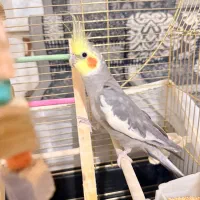 عروس هلندی نر سخنگو همراه با قفس و وسایل|پرنده|فردیس, منظریه|دیوار