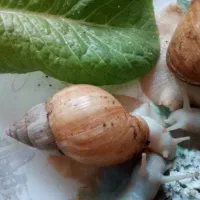 شیشتا حلزون مولد آلبینو و آچیتانا مفت دونه ای ۷۵|خزنده|کرمان, |دیوار