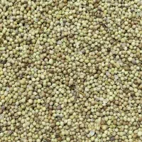 تخم گشنیز محصول امسال معطر وباکیفیت