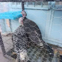 بوقلبون جوان|حیوانات مزرعه|رفسنجان, |دیوار