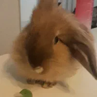 واگذاری خرگوش لپی