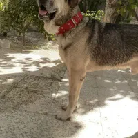 سگ نر