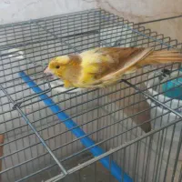 قناری نروماده|پرنده|برخوار, |دیوار