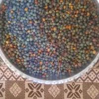 بنه کوهی|خوردنی و آشامیدنی|شیراز, میانرود|دیوار